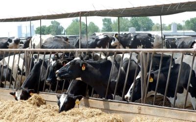 EBRD Cancellation of €40 Million Investment in Burger King Expansion a Victory for People and Planet