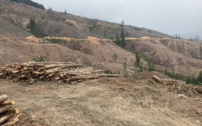 Carbon Dioxide Removal Narrative is Greenwashing Monoculture Tree Plantations