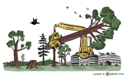 Biomass Action Network Sounds Alarm on Bioeconomy False Solutions in Belem